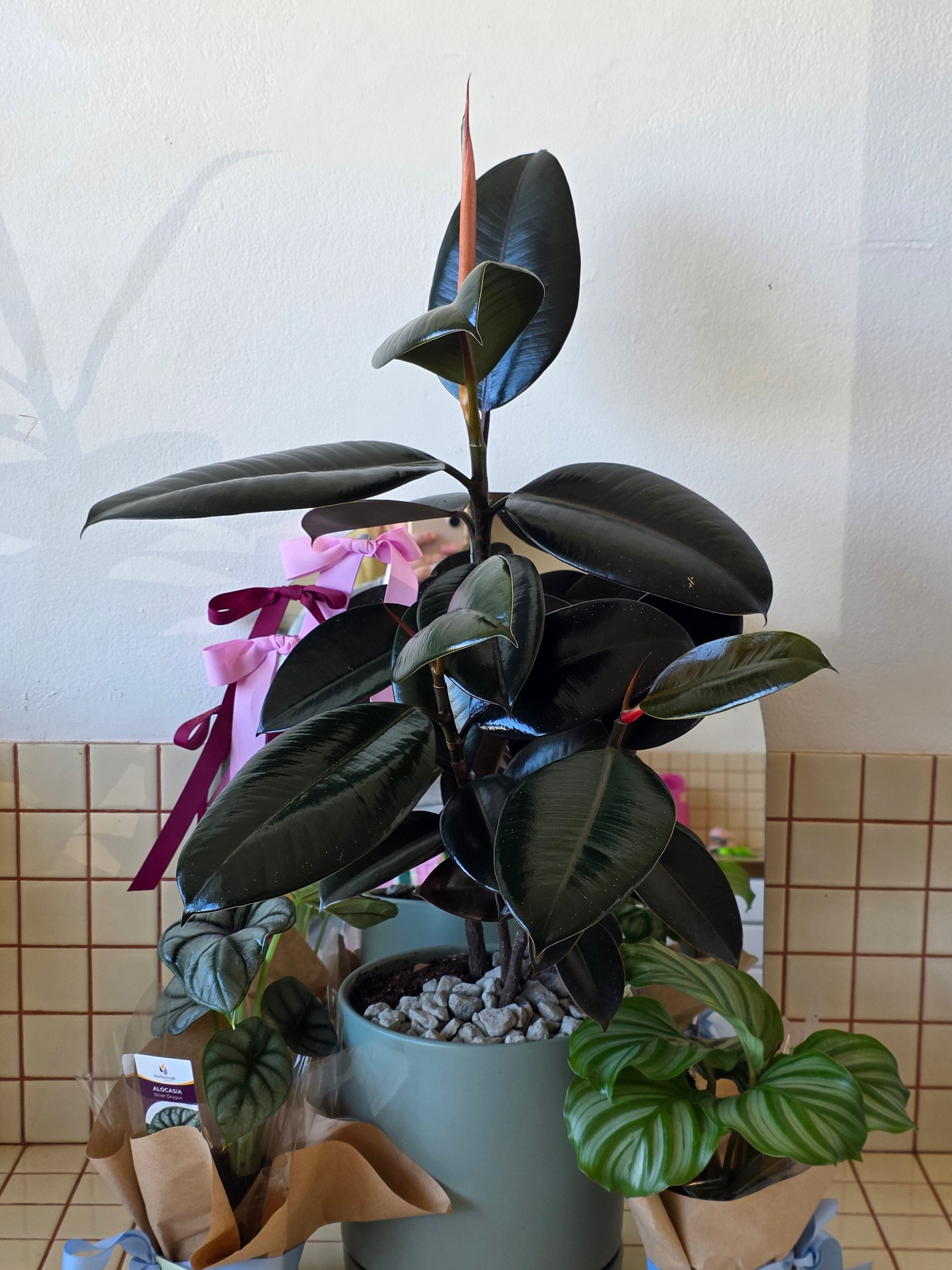 Burgundy Ficus in a Loreto Seafoam Pot - Poppy Rose - Poppy Rose Flowers Brisbane