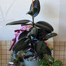 Burgundy Ficus in a Loreto Seafoam Pot - Poppy Rose - Poppy Rose Flowers Brisbane