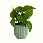 Green Pothos in Sage Ribbed Pot - Poppy Rose - Poppy Rose Flowers Brisbane