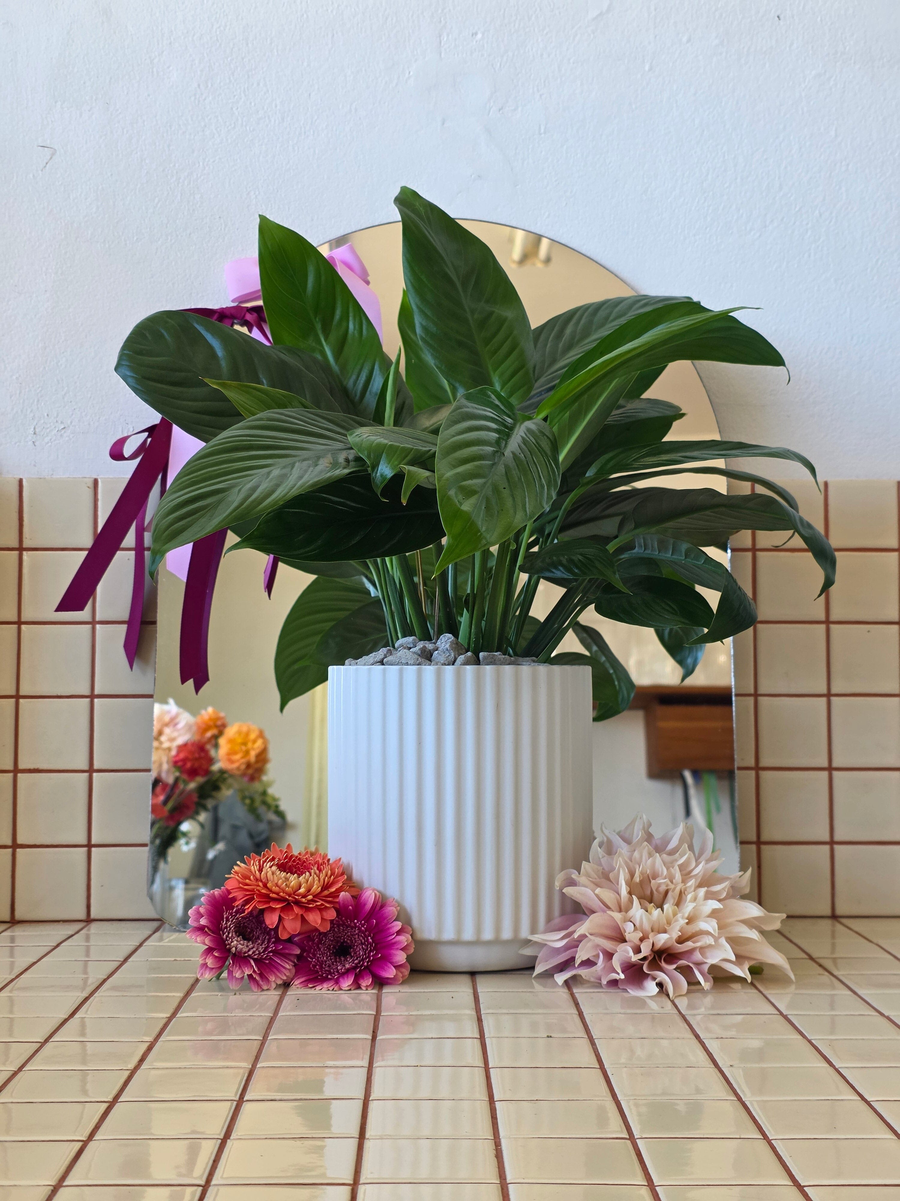 Peace Lily Mojo in a Cyprus White Pot - Poppy Rose - Poppy Rose Flowers Brisbane