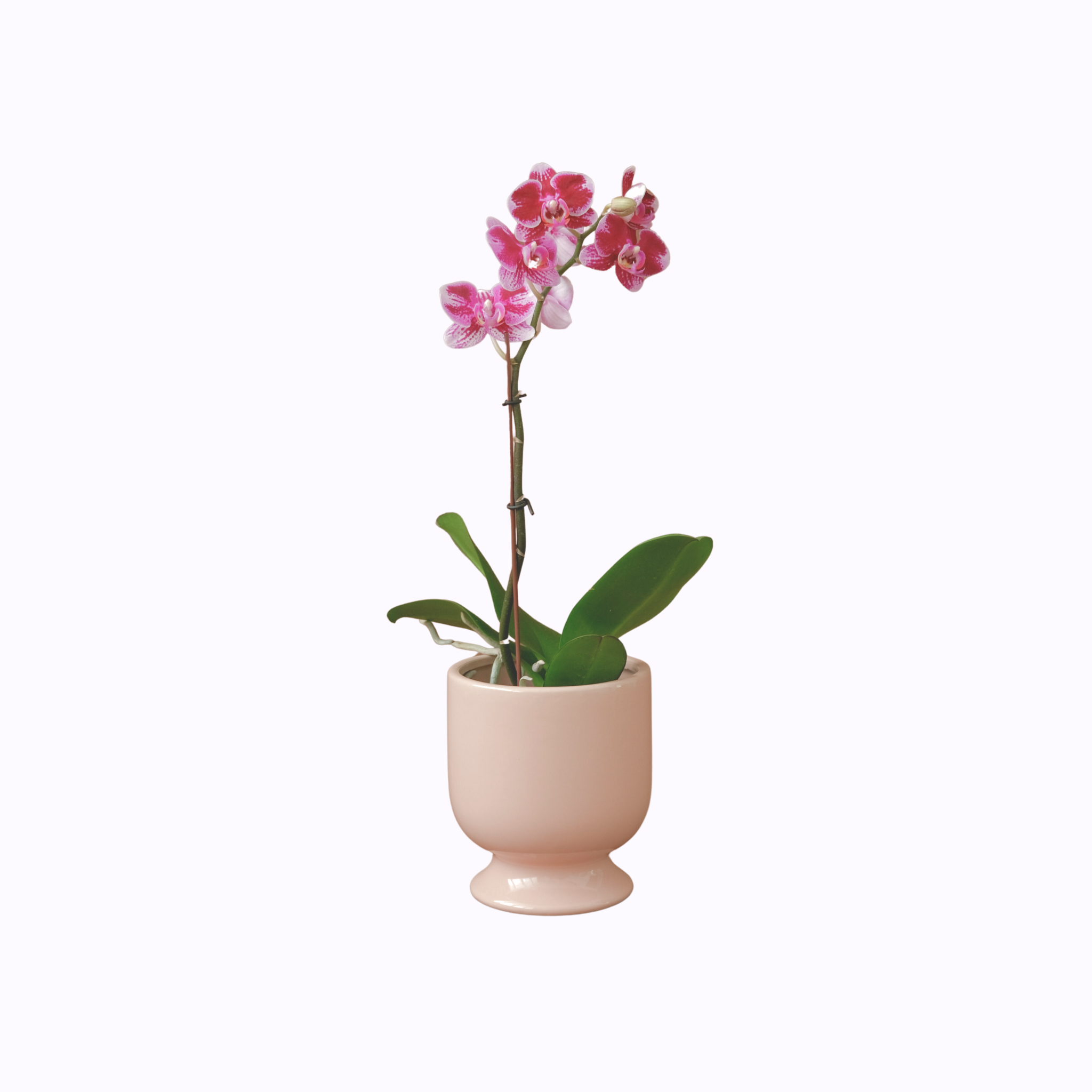 Orchid Plant -  Poppy Rose Plant Delivery Brisbane
