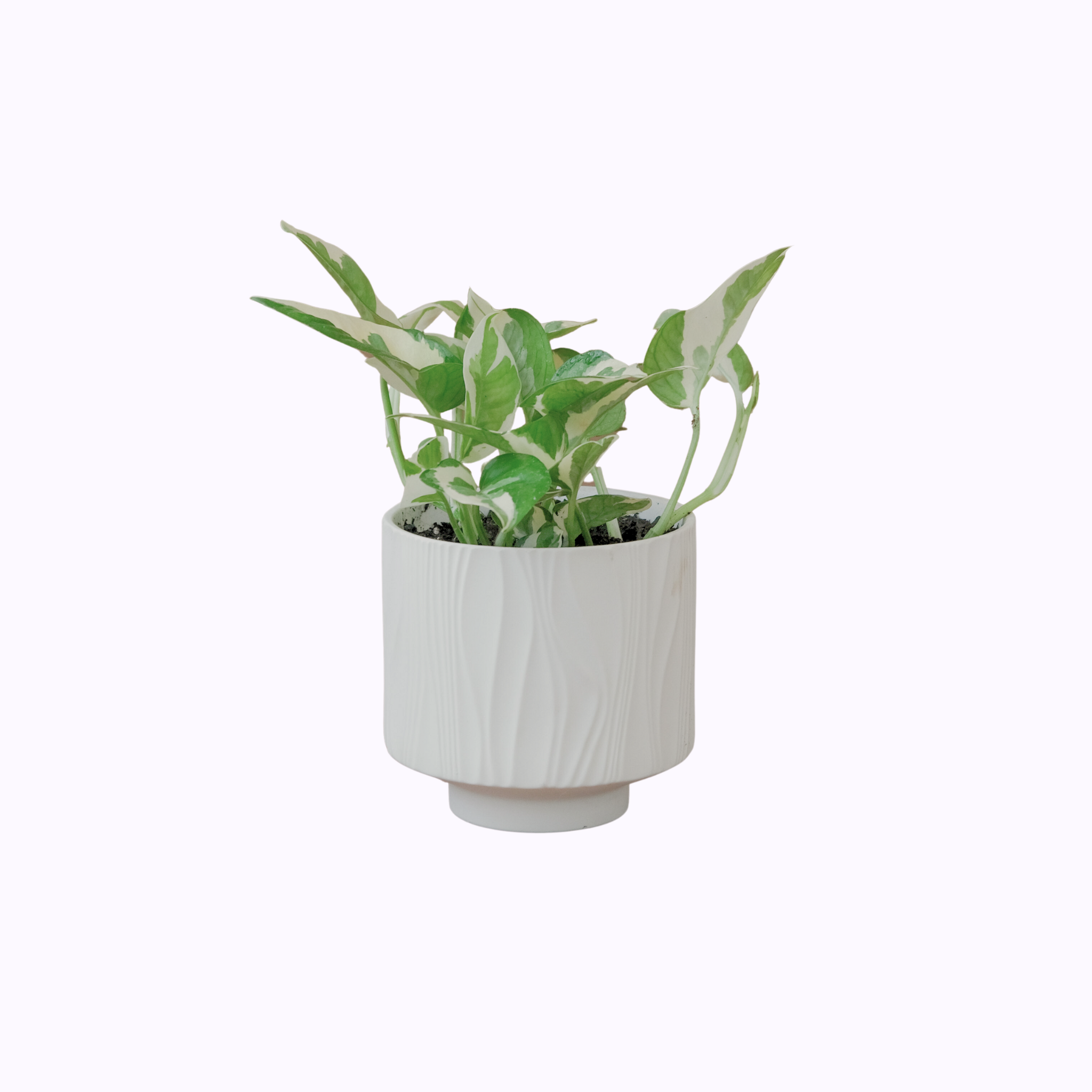 Pothos Snow Queen - Poppy Rose Plant Delivery Brisbane