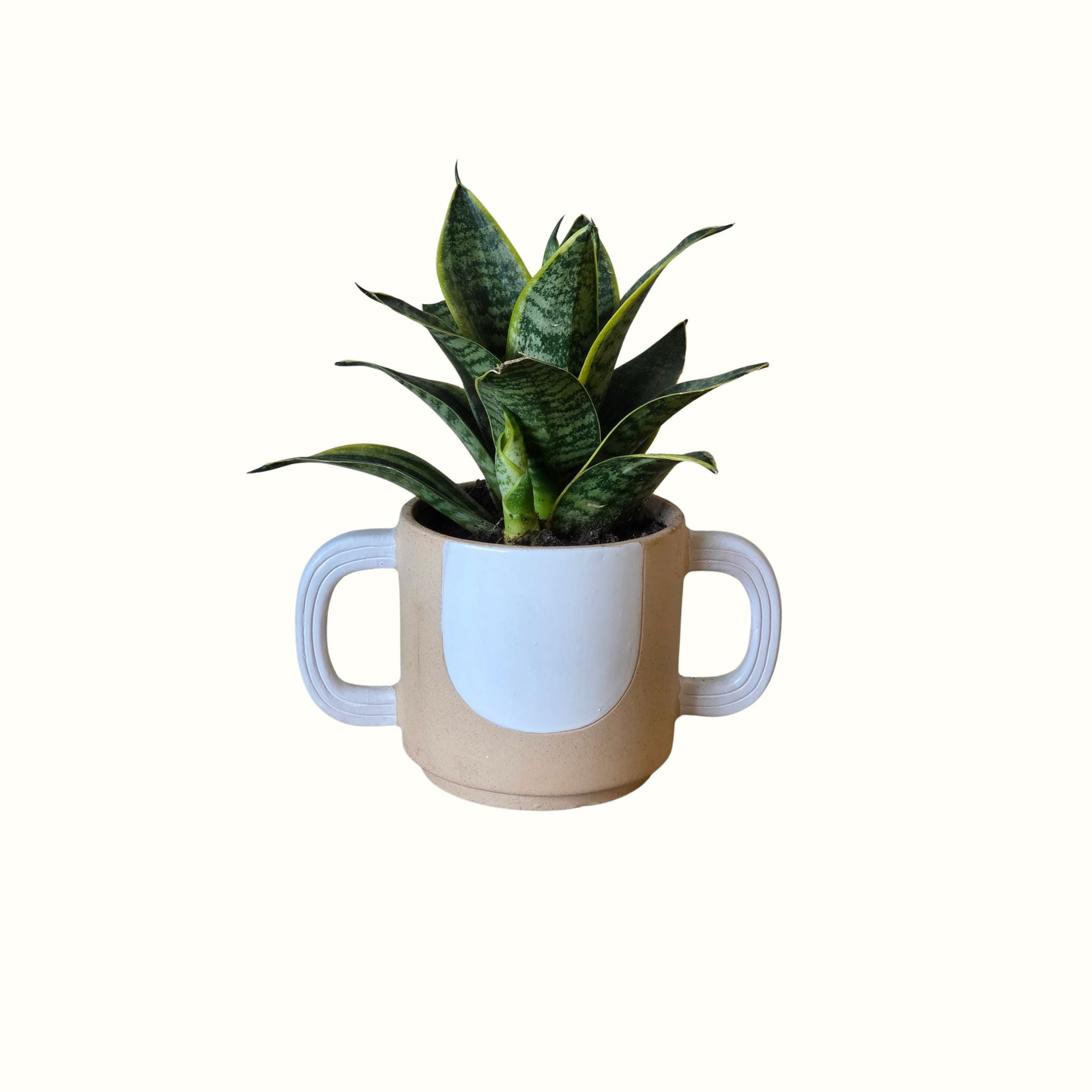 Sansevieria Hahnii in a Belly Pot - Poppy Rose - Poppy Rose Flowers Brisbane
