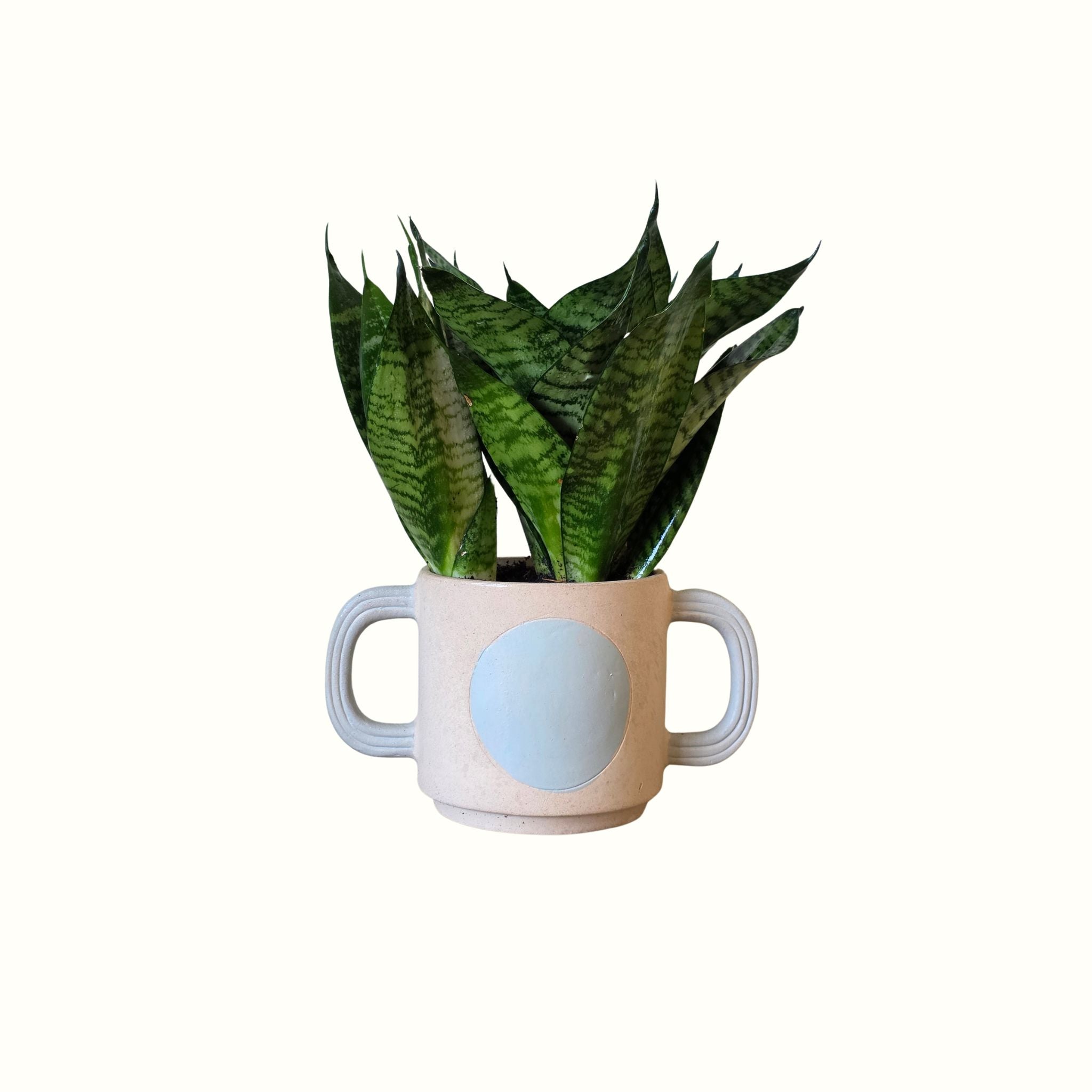 Sansevieria Hahnii in a Belly Pot - Poppy Rose - Poppy Rose Flowers Brisbane